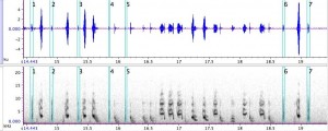 ソナグラム（音を視覚的に表す図）の一例