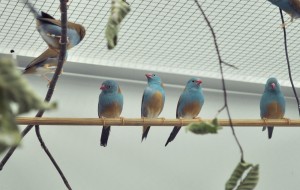 ルリガシラセイキチョウのオス