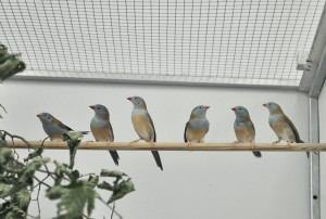 ルリガシラセイキチョウのメス