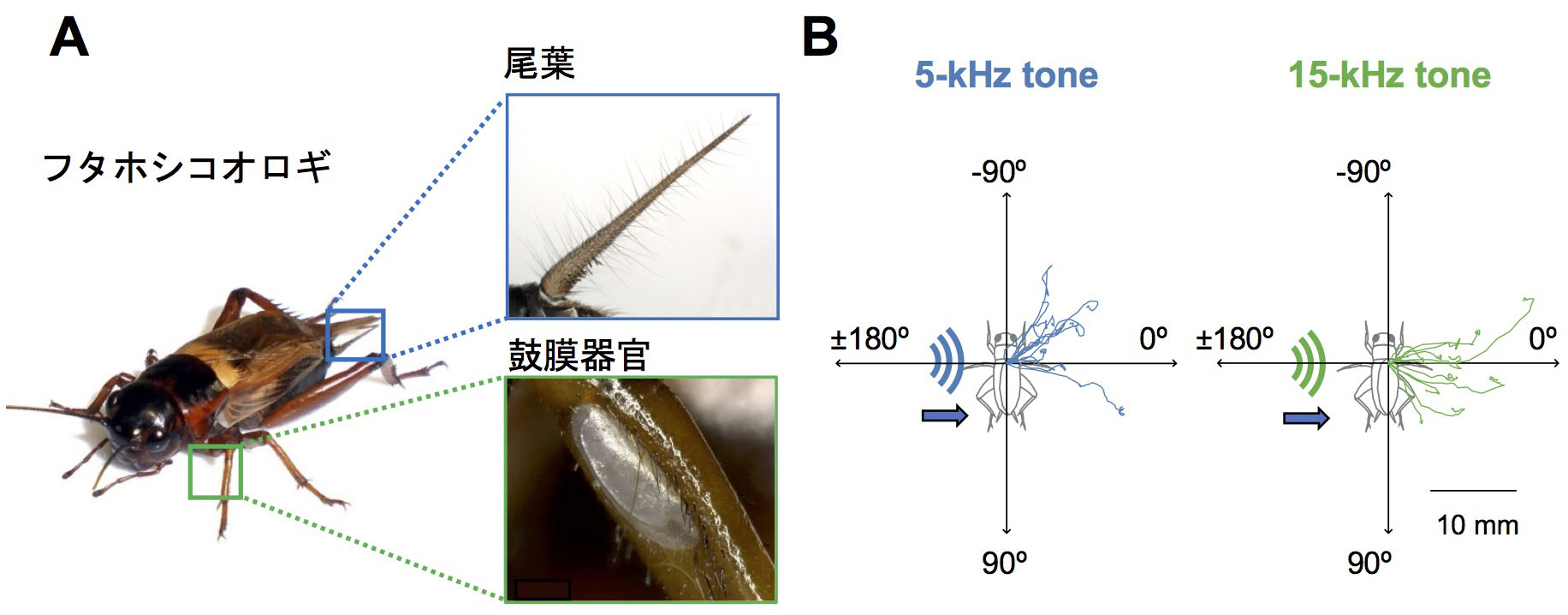 コオロギは音の高さで危険を判断する 昆虫聴覚機能の新しい側面 北海道大学 大学院 生命科学院 コオロギは音の高さで危険を判断する 昆虫聴覚機能の新しい側面 北海道大学 大学院 生命科学院