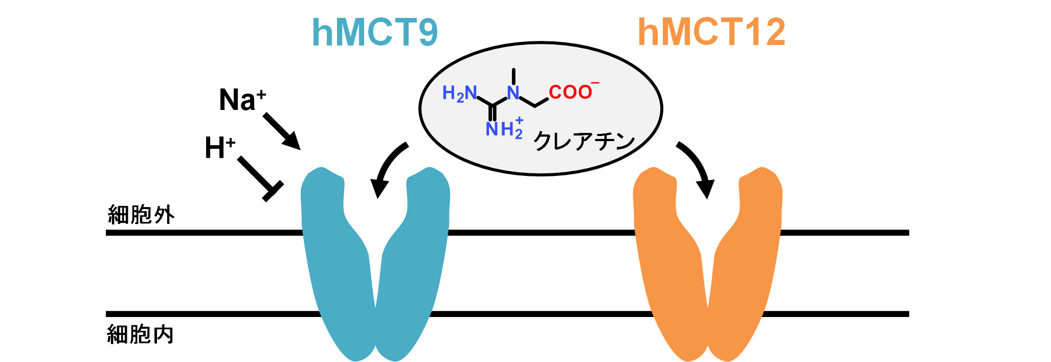血清尿酸レベルに関わるタンパク質hmct9の機能を解明 細胞外ph及びna 感受性のクレアチントランスポーター 北海道大学 大学院 生命科学院