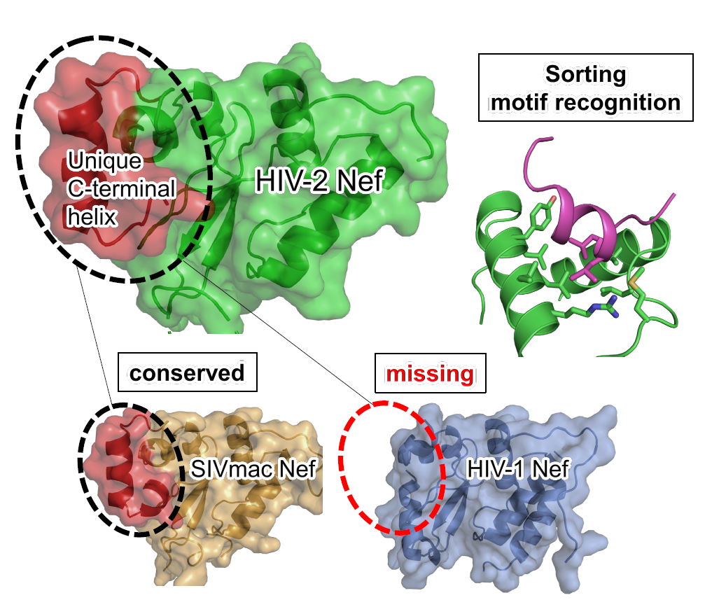 Hiv 2のエイズ発症遅延のメカニズムを解明 2型ヒト免疫不全ウイルス Hiv 2 のnefタンパク質構造からエイズ発症機序を探る 北海道大学 大学院 生命科学院