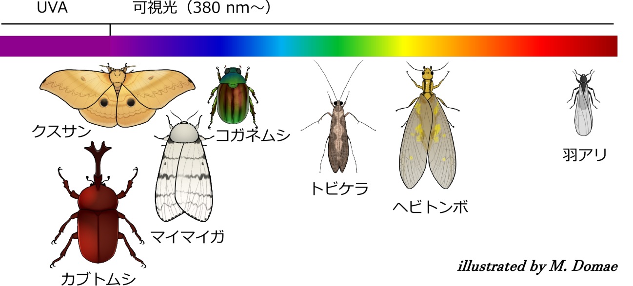 光嗜好性を利用した昆虫の行動制御 ～高速道路への飛来虫低減に期待～ 北海道大学 大学院 生命科学院