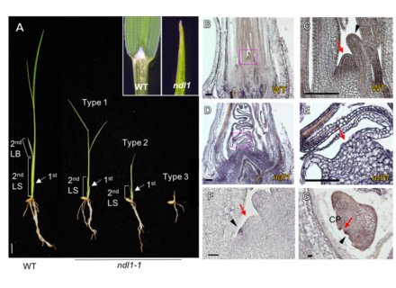 単子葉植物の茎頂の維持と葉の発生を制御する遺伝子を発見