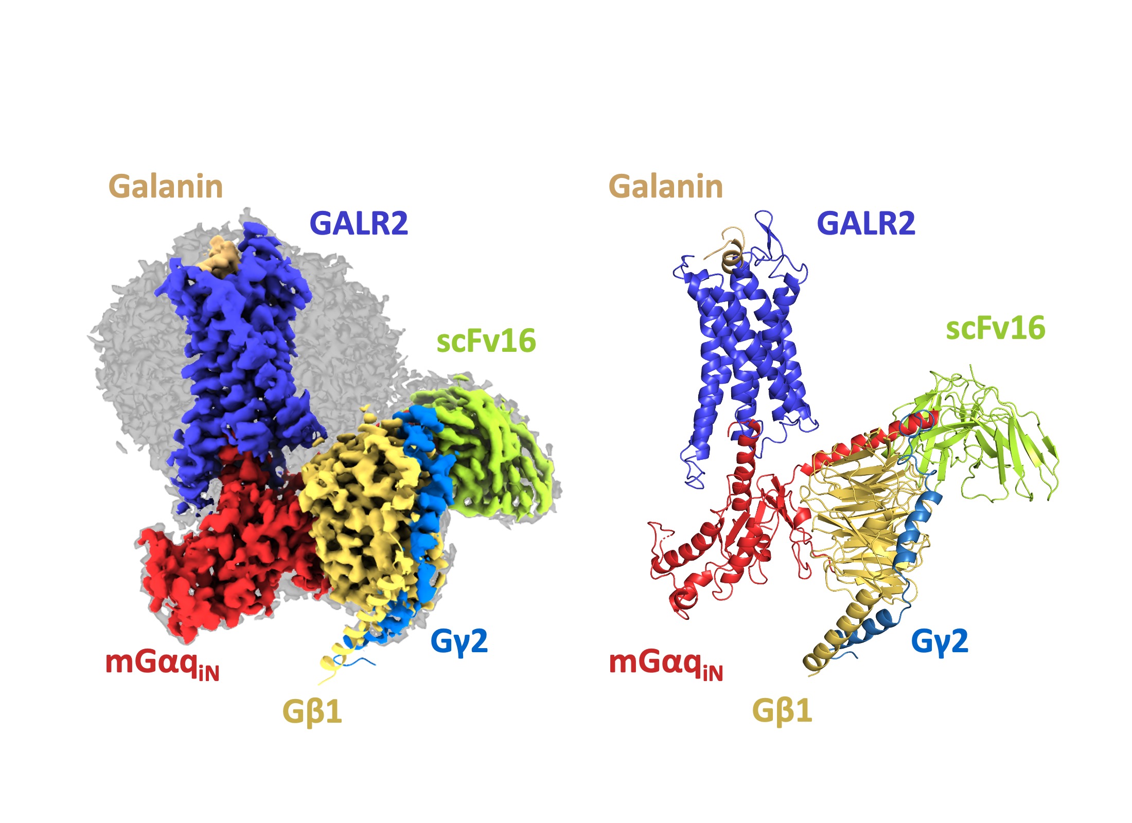 神経ペプチドの受容体GPCRの立体構造の解明（薬学研究院　教授　前仲勝実）