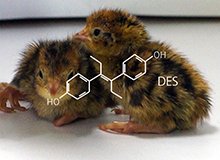 環境化学物質が鳥類の生殖細胞を減少させる危険性を発見