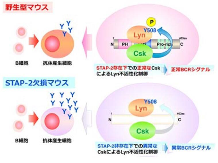 B細胞抗体産生を制御するアダプター分子を発見～アレルギー治療薬開発への貢献に期待～（薬学研究院　教授　松田　正）