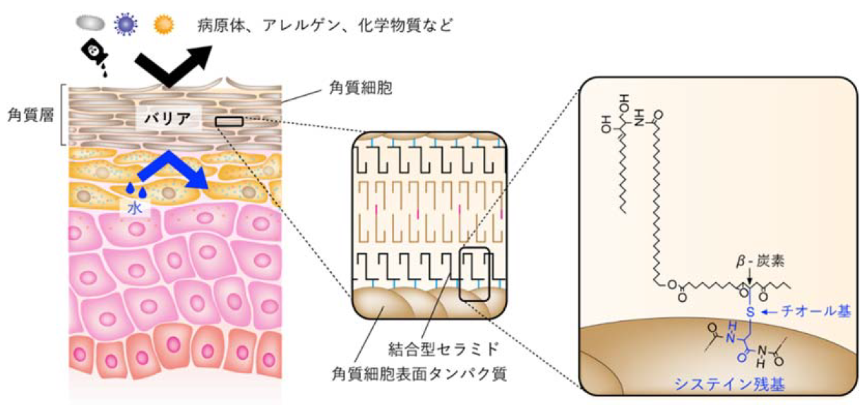 皮膚バリア脂質である結合型セラミドの構造を解明～皮膚疾患の治療薬の開発に期待～（薬学研究院　助教　大野祐介、教授　木原章雄）