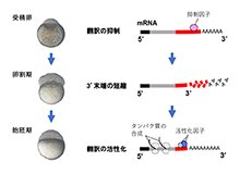 メッセンジャーRNAが短くなり動物が産まれる ～受精後の発生の仕組み解明に期待～
