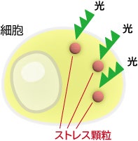 光を使った凝集体機能障害とその後の細胞運命解析に成功（先端生命科学研究院・北村 朗 講師）