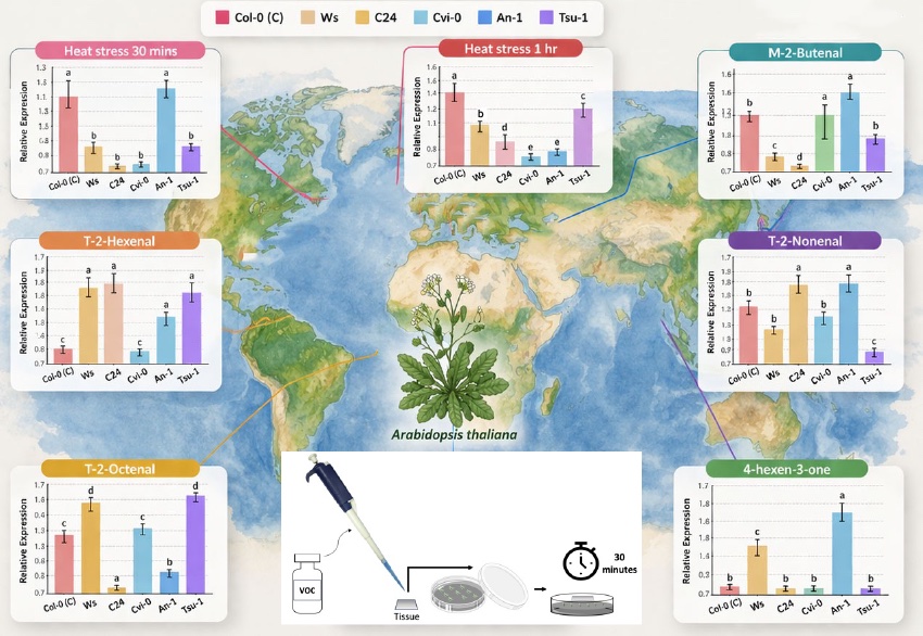植物の高温耐性は一つの遺伝子では決まらない― 自然集団の解析から新しいストレス適応メカニズムを発見 ―