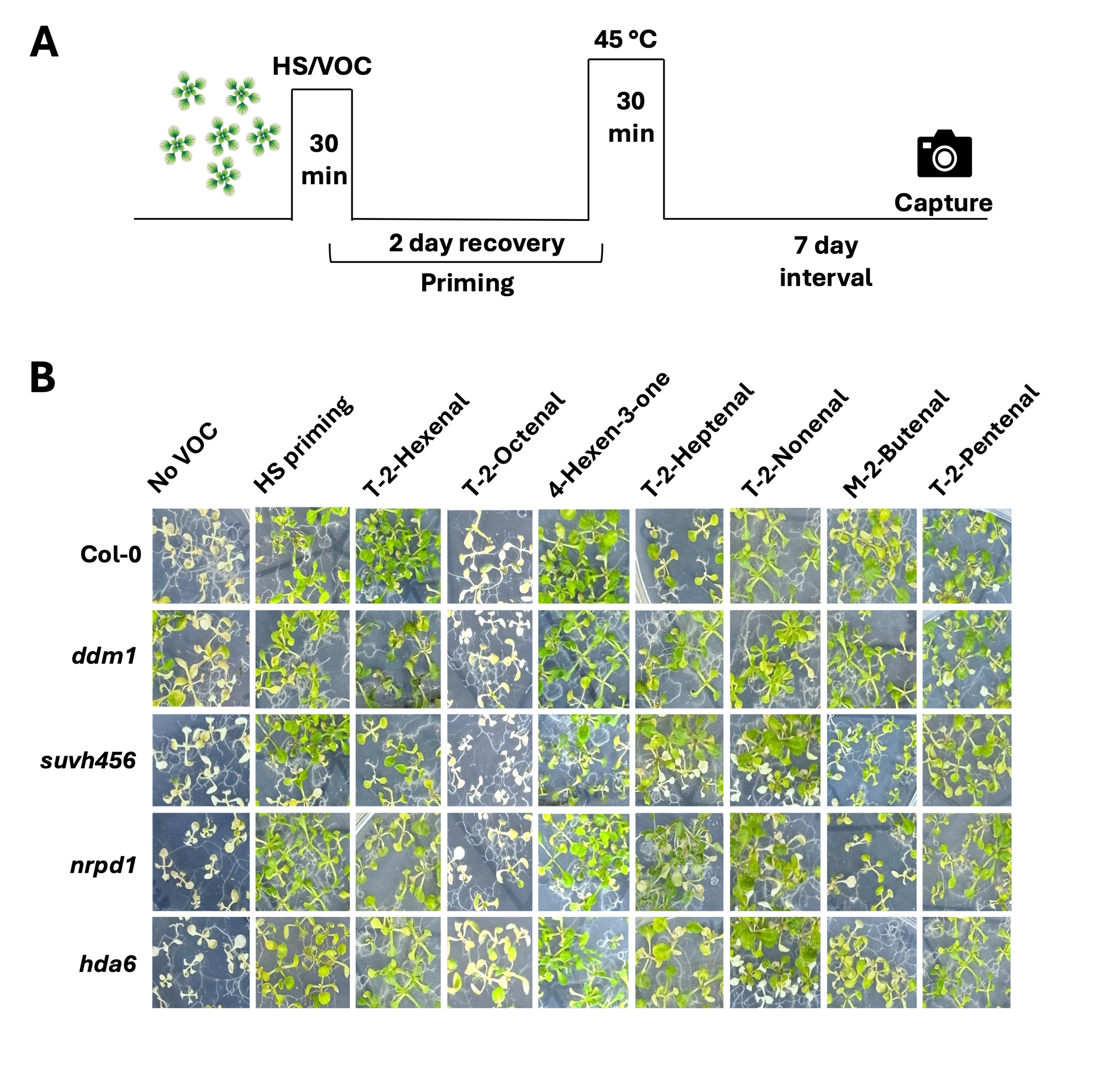 植物はにおいで“暑さ対策”をしていた