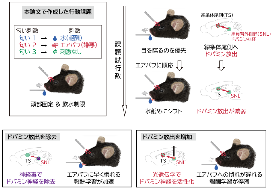 恐れを克服して報酬へ向かうには？～ドーパミンが嫌悪回避と報酬獲得を制御するメカニズムを解明～（薬学研究院　准教授　木村　生）
