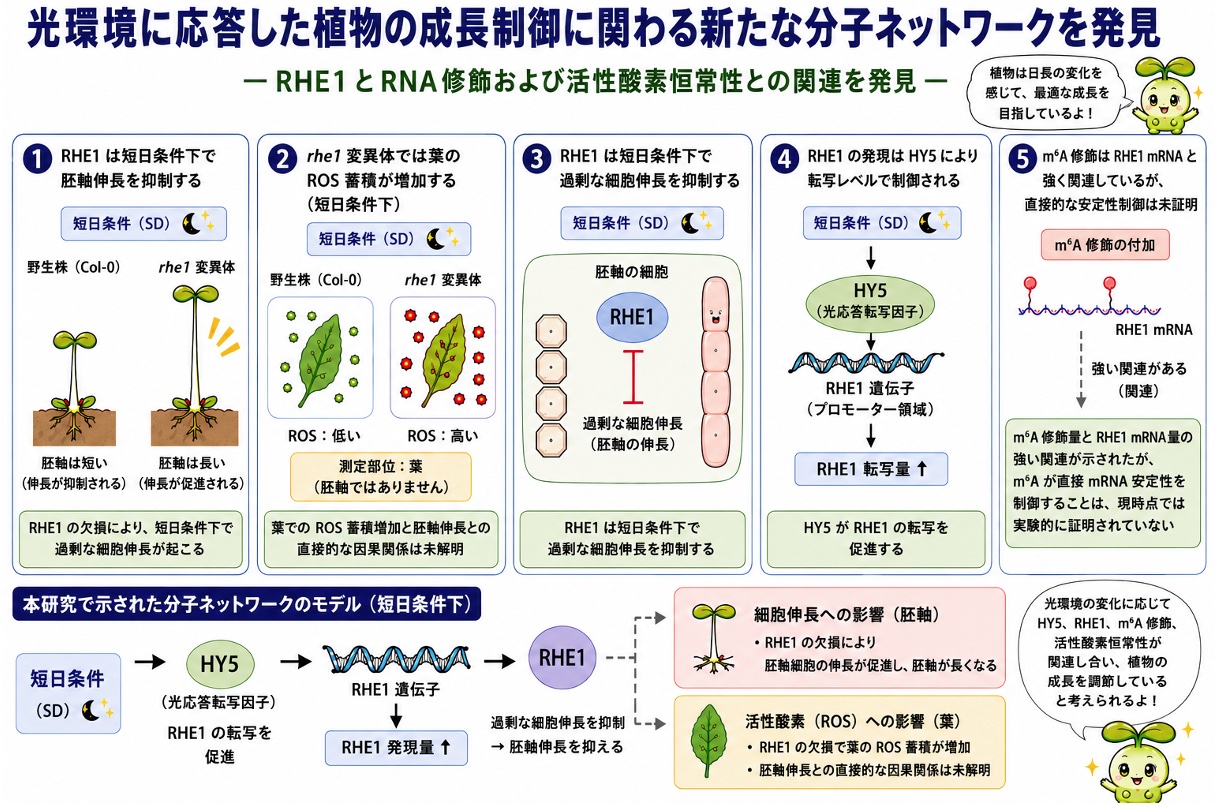 光環境に応答した植物の成長制御に関わる新たな分子ネットワークを発見 -RHE1とRNA修飾および活性酸素恒常性との関連を発見-