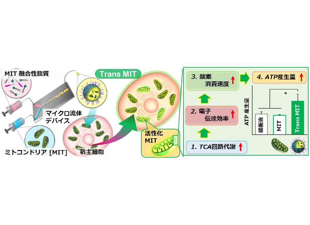 ミトコンドリアを”薬”として届けるナノカプセルの開発に成功～ミトコンドリア成分送達による新しい細胞機能制御技術～（薬学研究院　教授　山田勇磨）