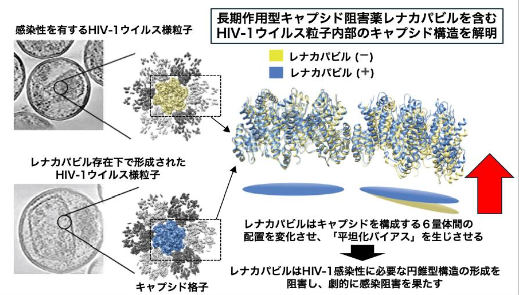 HIV-1治療・予防薬レナカパビルの新たな作用機序を解明-ウイルスキャプシドの形を変え、感染性HIV-1の産生を劇的に抑制-（薬学研究院　教授　前仲勝実）（PDF）